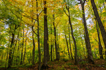 Autumn forest in Pictured Rocks, Munising, MI, USA