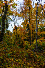 Fototapeta premium Autumn forest in Pictured Rocks, Munising, MI, USA