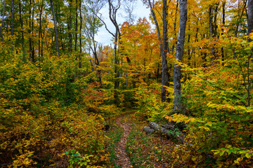 Obraz premium Forest trail in Pictured Rocks National Lakeshore, .Munising, MI, USA