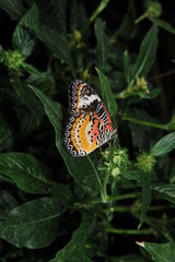 Fototapeta na wymiar papillons