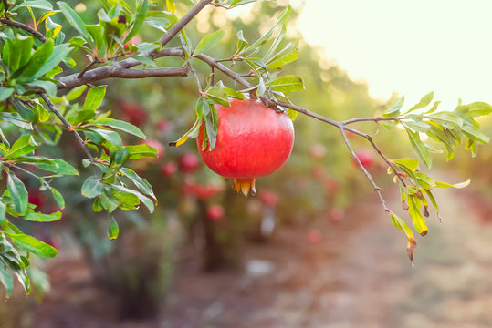 Ripe pomegranate fruit hanging on a tree branch in the garden. Sunset  light. soft selective focus, space for text. Stock Photo | Adobe Stock