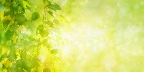 Green birch  leaves branches, green,  bokeh background. Nature spring background.