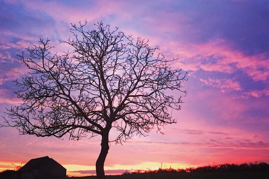 Baum im Sonnenuntergang