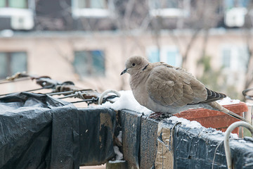 Naklejka premium turtledove poses on the snow
