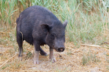 Attractive mini pig as symbol of 2019 year