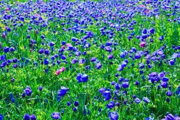 Blue poppy flowers backround.