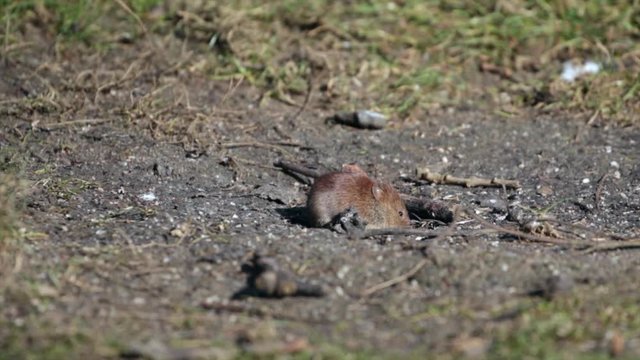 Bank Vole searching for food ,  ( Myodes glareolus )