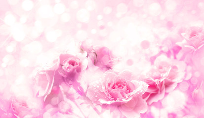 Pink roses flowers, floral, pink, bokeh  background.