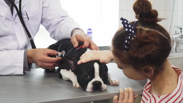 Cropped shot of a cute Boston Terrier puppy being examined by professional vet while his owner little girl petting him healthcare medicine profession service animals domestic care kids children.