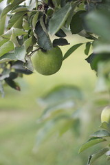 Fresh ripe green apples on tree in summer garden.