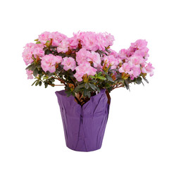 Florist's potted pink azalea.