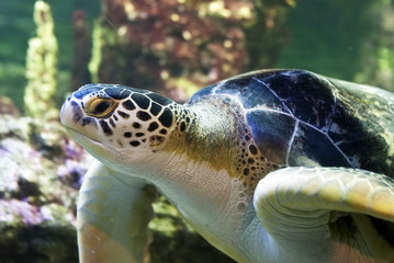 Naklejka na ściany i meble sea turtle close up