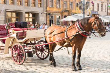 Fototapeta na wymiar Horse drawn to the cab, Wroclaw, Old Town