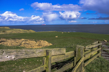 Fototapeta premium Grazing sheep on the sea background. Beautiful landscape, Aberdeenshire, Scotland, United Kingdom. April 2017