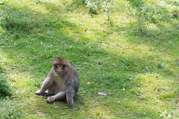 Monkey sitting on green grass, adult baboon