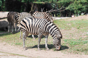 Fototapeta na wymiar Zebras grazing on the grass