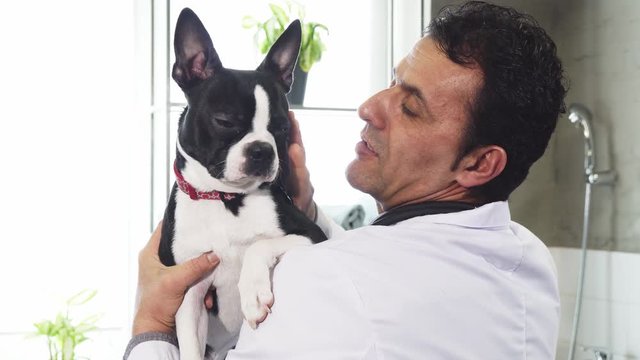 Close up of a handsome mature male professional vet holding adorable Boston Terrier dog petting him love affection friend happiness job occupation profession lifestyle medicine clinic animals.