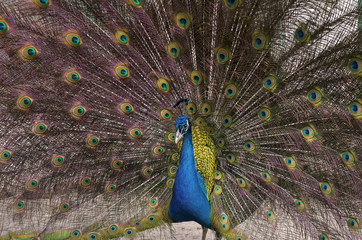 Obraz premium Paw indyjski z rozłożystym upierzeniem