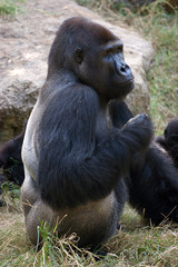 Gorilla