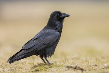 Raven (Corvus corax)
