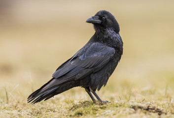 Raven (Corvus corax)