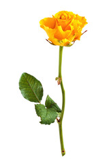 Yellow roseon white.