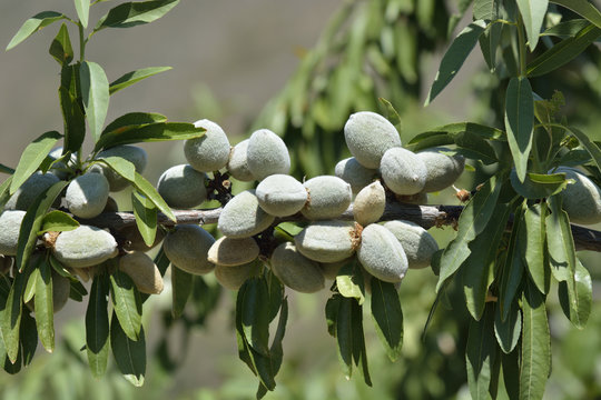 Almond tree with almonds