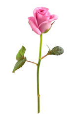 Obraz premium Pink roseon white.