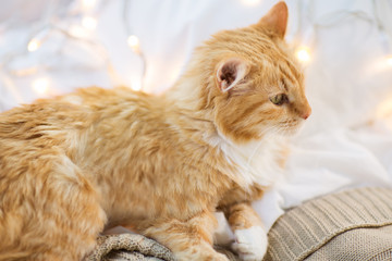 Fototapeta premium red cat lying on blanket at home at christmas