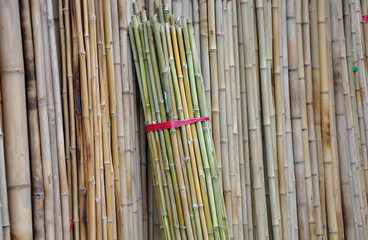 Bamboos are of notable economic and cultural significance in South Asia, Southeast Asia and East Asia, being used for building materials, as a food source, and as a versatile raw product.