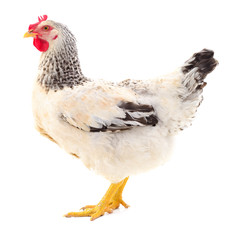 White hen isolated.