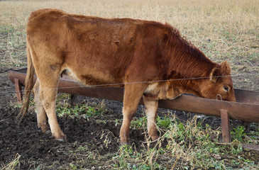 Kuh, Kühe, Rinder auf der Weide 