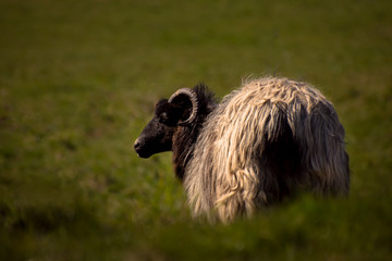 Portrait Heidschnucke auf Wiese