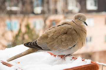 Naklejka premium turtledove poses on the snow