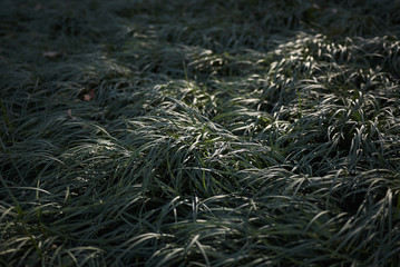 Ophiopogon japonicus