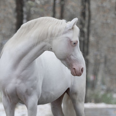 Portrait of white cremello horse look back on winter nature background