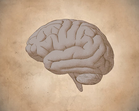 Vintage brain drawing with old paper texture