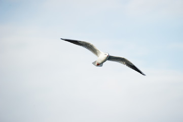 Gabbiano in volo nel golfo di Trieste, Italia