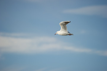Fototapeta na wymiar Gabbiano in volo nel golfo di Trieste, Italia