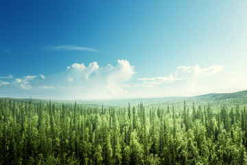 Fototapeta premium jodła las w słoneczny dzień