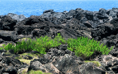 Saint Philippe / La Reunion: The first vegetation on the hardened lava field below the Piton de la Fournaise in the east of the tropical island in front of the wide blue Indian Ocean