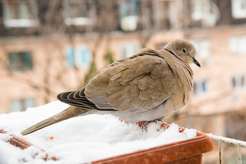 Naklejka premium turtledove poses on the snow