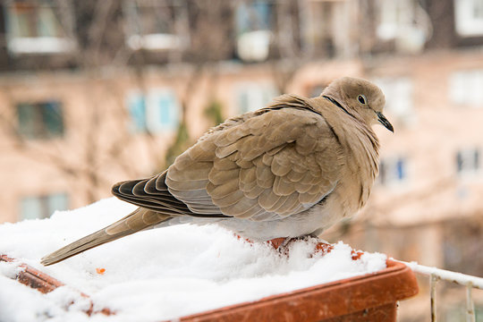 turtledove poses on the snow