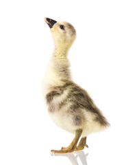 Cute little newborn fluffy gosling. One young goose isolated on a white background. Nice geese big bird.