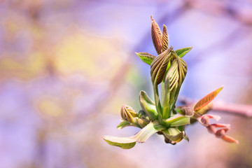 Fresh young spring tree bud close-up on colourful bokeh background