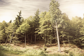 panorama boschivo
