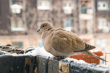 Naklejka premium turtledove poses on the snow