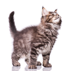 Maine Coon kitten 2 months old. Cat isolated on white background. Portrait of beautiful domestic kitty.