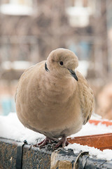 Naklejka premium turtledove poses on the snow
