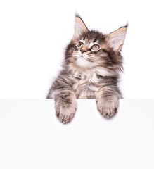 Obraz premium Maine Coon kitten holding sign or banner. Funny pet cat showing placard with space for text. Beautiful domestic kitty with blank board, isolated on white background.